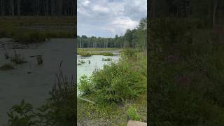 Assabet River NWR’s Puffer Pond in Late Summer [upl. by Naryk]