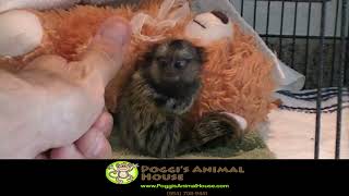 I AM A MARMOSET MONKEY FOR SALE [upl. by Delmar]