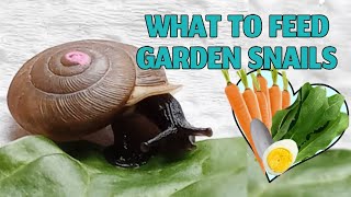 Garden Snail Diet  What Do Snails Eat [upl. by Stanfield]