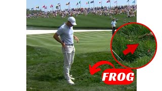 RORY MCILROY CHIP SHOT INTERRUPTED BY LEAPING FROG [upl. by Arratahs]