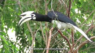 Bird Call ORIENTAL PIED HORNBILL [upl. by Damalis]