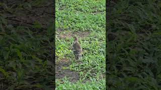 Blackcollared starling Birds beautifulbird birds birdsoun bird nature birdsounds myna [upl. by Dunham]