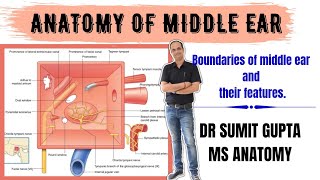 MIDDLE EAR ANATOMY  BOUNDARIES  MEDIAL WALL [upl. by Airres100]