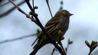 Singing Pine Siskin [upl. by Tallulah]