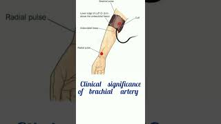 BRACHIAL ARTERY anatomy [upl. by Ahser]