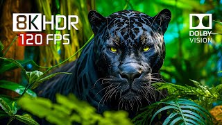 Best of Dolby Vision for 2024  8K HDR Video ULTRA HD 120FPS [upl. by Maryellen]