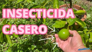 INSECTICIDA casero para eliminar PLAGA del LIMONERO de manera fácil y ECONOMICO limonero [upl. by Annawad943]