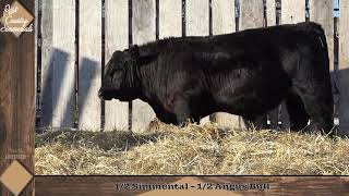 Private Treaty Simmental Angus Cross Bull [upl. by Aric293]