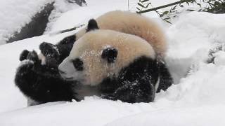 Toronto Zoo Giant Panda Cubs In The Snow [upl. by Ahselet]