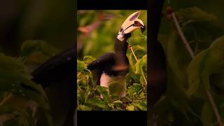 Hornbill rare moment subscribe animals nature viralvideo foryou [upl. by Bright623]