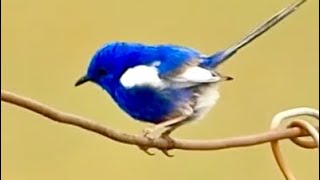 Whitewinged Fairywren seen along the Devon Park Boundary Road [upl. by Aymer]