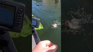 Fishing Team catchandrelease blackbass fishing life bass bassfishing pesca rio short lake [upl. by Yrian]