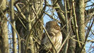 Barred Owls Caterwauling [upl. by Damaris528]