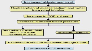 ALDOSTERONE ESCAPE [upl. by Yllak]