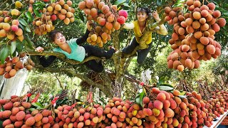 Harvesting Lychee Fruit Goes To Countryside Market Sell  Make Lychee Syrup  Tiểu Vân Daily Life [upl. by Alaric568]