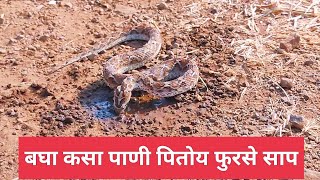 दुर्मिळ फुरसे चार नंबरचा विषारी साप सापडला लोणार मधे viper sawscaledviper snakes rescue [upl. by Acissehc]