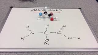 Amino Acids Introduction [upl. by Scholem]