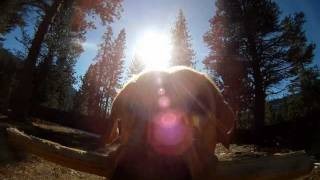 GoPro HD Another dog POV [upl. by Debor]