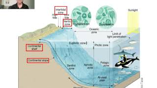 Benthos Intertidal Zone [upl. by Anaehs]