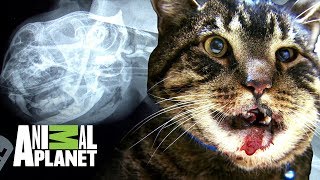 ¡El gato Chubbs en alto riesgo  Dr Jeff Veterinario  Animal Planet [upl. by Edra692]