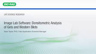 Image Lab Software Densitometric Analysis of Gels and Western Blots [upl. by Min764]