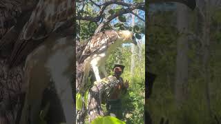 Amazing Of A Man And Eagle Video part 04 wildlife eagle martialeagle hawkeagle eaglewatch [upl. by Junji]