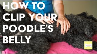 The Importance of Clipping your Poodles Belly [upl. by Codd]