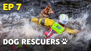 Dog Rescuers Dogs Rescued From Extreme Conditions  Full Documentary [upl. by Elisabetta]