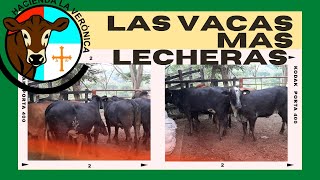 LAS VACAS MÁS LECHERAS PARA TRÓPICO [upl. by Berga117]