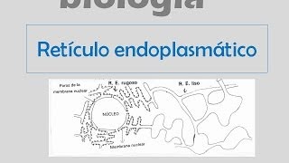 Retículo endoplasmático [upl. by Keily]