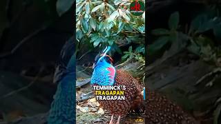 quotTemmincks Tragopan The Majestic Pheasant of the Eastern Himalayasquot one off the beautiful birds [upl. by Goren]