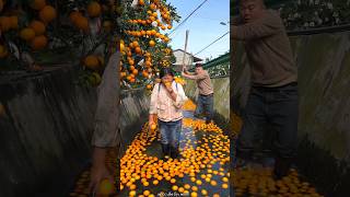 Beautiful Fresh Orange 🍊🍊 Harvesting from Farm With Rural Farmer 🍊🍊 shorts satisfying [upl. by O'Rourke464]