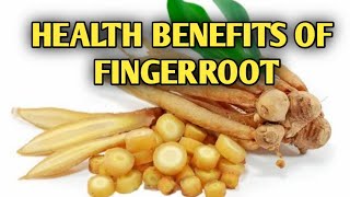 10 SURPRISING HEALTH BENEFITS OF FINGERROOT BOESENBERGIA ROTUNDA [upl. by Epotimet]