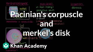 Pacinians Corpuscle and Merkels Disk  Integumentary system physiology  NCLEXRN  Khan Academy [upl. by Einnaj710]