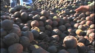 Black Walnut Harvest in the Ozarks [upl. by Niffirg]