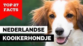 99 of Nederlandse Kooikerhondje Dog Owners Dont Know This [upl. by Cristiona525]