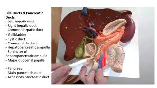 Bile ducts [upl. by Hecker]