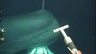 Big whale came very close under a ROV operation [upl. by Ainoet]