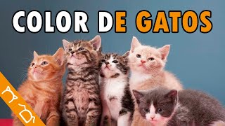 Curiosidades De Los Gatos SEGÚN SU COLOR [upl. by Lindi]