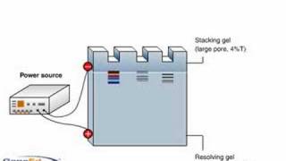 SDSPAGE polyacrylamide gel electrophoresis [upl. by Eudoca]