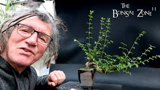 Pruning My Chinese Privet The Bonsai Zone Nov 2024 [upl. by Cutler]