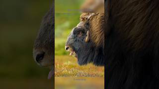 Arctic Herds How Musk Oxen Fight shorts muskox [upl. by Nyladnor]