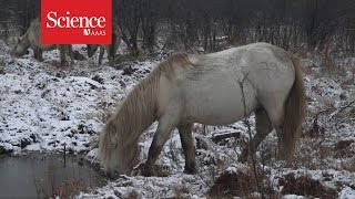 Pleistocene Park Born to rewild [upl. by Candyce]