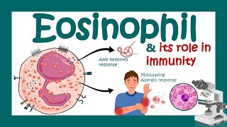 Eosinophils Eosinophil and its role in immunity  What causes high eosinophil  Eosinophilia [upl. by Rogerson408]