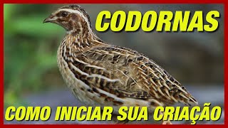 COMO CRIAR CODORNAS PASSO A PASSO PARA INICIAR SUA CRIAÇÃO COM SUCESSO [upl. by Luemas]