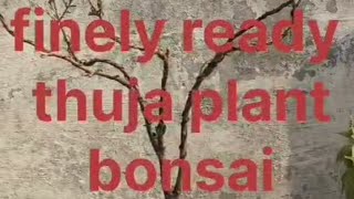 Thuja plant care tipsamp bonsaigardendesign youtube video [upl. by Neve476]