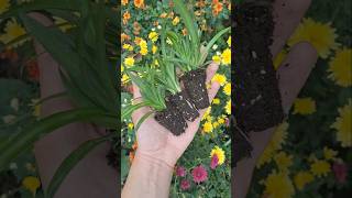 Chlorophytum🌱 gardeningtips piante giardinaggio chlorophytum flowers garden gardening plants [upl. by Akinaj]