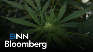 Celebrating Germany’s landmark decision to legalize cannabis Canopy Growth CEO [upl. by Aneev]