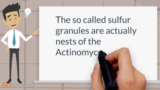 What are in the sulfur granules of actinomycosis [upl. by Earesed924]