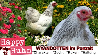 E12 Wyandotten Hühner im Rasseportrait  HAPPY HUHN  ZwergWyandotten  Zucht Geschichte Farben [upl. by Hsac806]